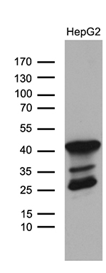 Western blot analysis of extracts (35ug) from HepG2 cell lines by using anti-TRMT12 monoclonal antibody (1:500)