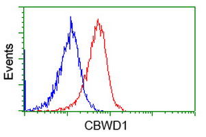 m15555 anti cbwd1 mouse monoclonal antibody clone id oti3f9 flow cytometry testing 16