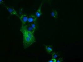 m15555 anti cbwd1 mouse monoclonal antibody clone id oti3f9 if testing 17