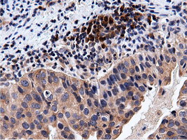 m15555 anti cbwd1 mouse monoclonal antibody clone id oti3f9 ihc testing 9