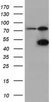 m15555 anti cbwd1 mouse monoclonal antibody clone id oti3f9 wb testing 1