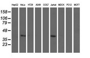m15555 anti cbwd1 mouse monoclonal antibody clone id oti3f9 wb testing 2