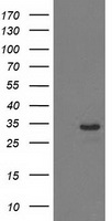 m15632 anti hdhd2 mouse monoclonal antibody clone id oti4g3 wb testing 1