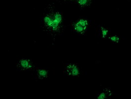 Anti-COX6B2 mouse monoclonal antibody (M15736) immunofluorescent staining of COS7 cells transiently transfected by pCMV6-ENTRY COX6B2