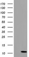 HEK293T cells were transfected with the pCMV6-ENTRY control (Left lane) or pCMV6-ENTRY COX6B2 (Right lane) cDNA for 48 hrs and lysed