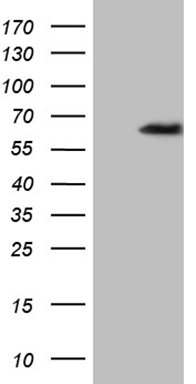 m15890 anti znf329 mouse monoclonal antibody clone id oti2b11 wb testing 1