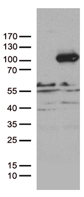 m15897 anti pcdhb8 mouse monoclonal antibody clone id oti1f6 wb testing 1