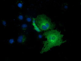 m15906 1 anti exdl1 exd1 mouse monoclonal antibody clone id oti5b5 if testing 3