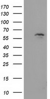 m15906 1 anti exdl1 exd1 mouse monoclonal antibody clone id oti5b5 wb testing 1