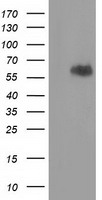 m15906 anti exdl1 exd1 mouse monoclonal antibody clone id oti2g5 wb testing 1