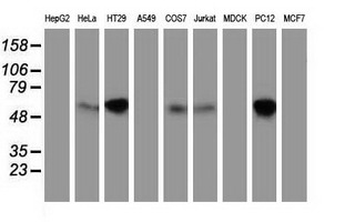 m15906 anti exdl1 exd1 mouse monoclonal antibody clone id oti2g5 wb testing 2