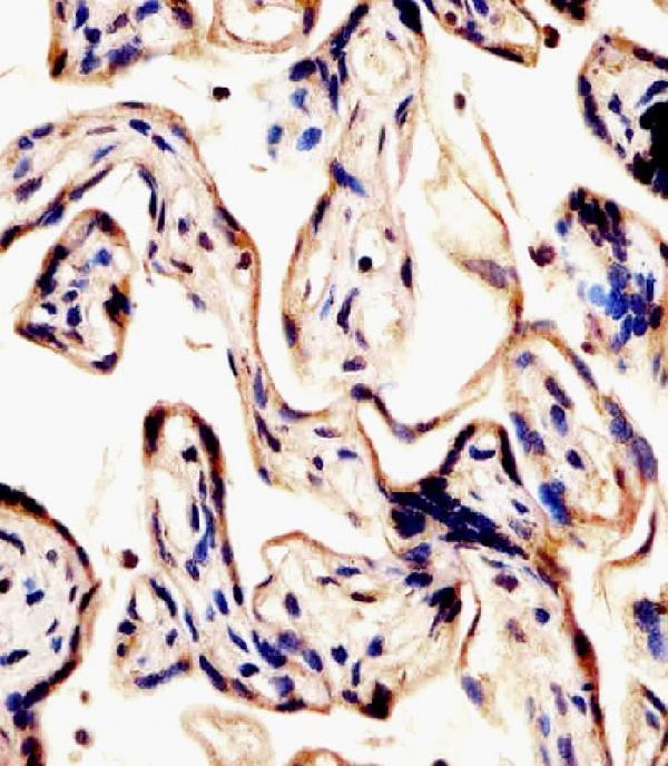 m15907 anti ervk 7 antibody n term ihc p testing 2