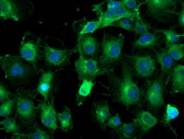 m15933 anti tubal3 mouse monoclonal antibody clone id oti4c5 if testing 14