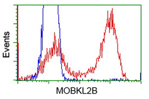 Flow cytometric analysis of HEK293T cells transfected with either MOB3B (Myc-DDK-tagged) plasmid (Red) or empty vector control plasmid (Blue) using anti-MOBKL2B antibody (M15976) at 1:100 dilution