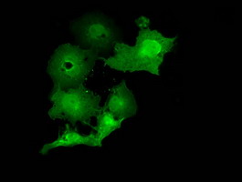 Anti-MOBKL2B mouse monoclonal antibody (M15976) immunofluorescent staining of COS7 cells transiently transfected by pCMV6-ENTRY MOBKL2B