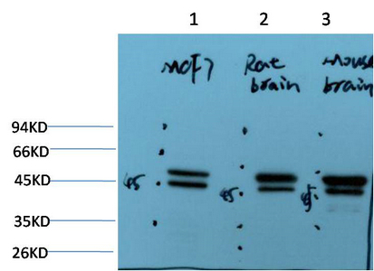 Western blot analysis of 1) MCF7Cell Lysate, 2) Rat Brain Tissue Lysate, 3) Mouse Brain Tissue Lysate using Epsilon Tubulin Mouse mAb diluted at 1:2000