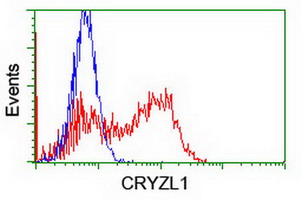 HEK293T cells transfected with either CRYZL1 (Myc-DDK-tagged) overexpress plasmid (Red) or empty vector control plasmid (Blue) were immunostained by anti-CRYZL1 antibody (M16122-1)