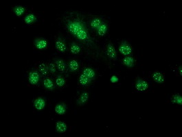 m16122 anti cryzl1 mouse monoclonal antibody clone id oti2f9 if testing 13