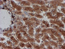 m16122 anti cryzl1 mouse monoclonal antibody clone id oti2f9 ihc testing 11