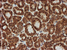 m16122 anti cryzl1 mouse monoclonal antibody clone id oti2f9 ihc testing 5