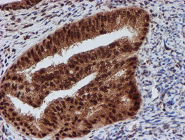 m16122 anti cryzl1 mouse monoclonal antibody clone id oti2f9 ihc testing 6