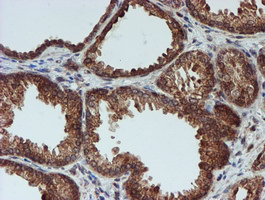 m16122 anti cryzl1 mouse monoclonal antibody clone id oti2f9 ihc testing 7