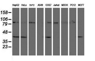 Western blot analysis of extracts (35ug) from 9 different cell lines by usin g anti-CRYZL1 monoclonal antibody (HepG2: human; HeLa: human; SVT2: mouse; A549: human; COS7: monkey; Jurkat: human; MDCK: canine; PC12: rat; MCF7: human)