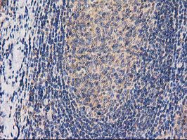 m16123 anti chchd5 mouse monoclonal antibody clone id oti9e6 ihc testing 13