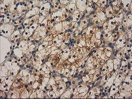 m16123 anti chchd5 mouse monoclonal antibody clone id oti9e6 ihc testing 15