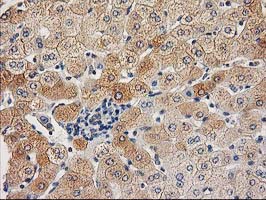 m16123 anti chchd5 mouse monoclonal antibody clone id oti9e6 ihc testing 16