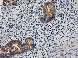 m16123 anti chchd5 mouse monoclonal antibody clone id oti9e6 ihc testing 8