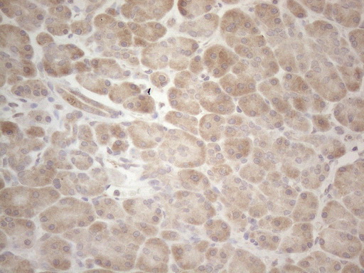 Immunohistochemical staining of paraffin-embedded Human pancreas tissue within the normal limits using anti-MAGEB3 mouse monoclonal antibody