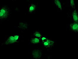 m16185 1 anti mageb18 mouse monoclonal antibody clone id oti9f9 if testing 3