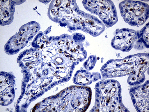 m16262 anti dhrs4l2 mouse monoclonal antibody clone id oti4a10 ihc testing 3