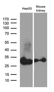m16262 anti dhrs4l2 mouse monoclonal antibody clone id oti4a10 wb testing 2