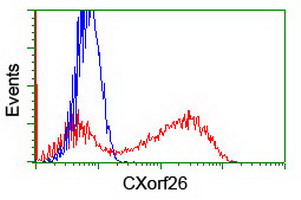 HEK293T cells transfected with either PBDC1 (Myc-DDK-tagged) overexpress plasmid (Red) or empty vector control plasmid (Blue) were immunostained by anti-CXorf26 antibody (M16324-2)