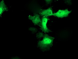 m16324 2 anti cxorf26 pbdc1 mouse monoclonal antibody clone id oti4f11 if testing 4