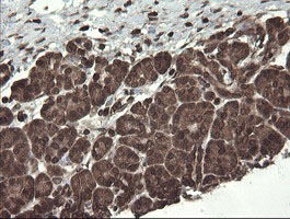 Immunohistochemical staining of paraffin-embedded Human pancreas tissue within the normal limits using anti-CXorf26 mouse monoclonal antibody