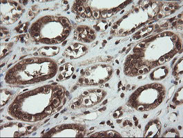 m16324 anti cxorf26 pbdc1 mouse monoclonal antibody clone id oti5a11 ihc testing 9