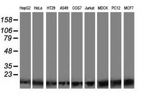 Western blot analysis of extracts (35ug) from 9 different cell lines by using anti-POLR2J2 monoclonal antibody. Western blot analysis of extracts (35ug) from 9 different cell lines by using anti-POLR2J2 monoclonal antibody.