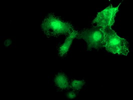 Anti-MIER2 mouse monoclonal antibody (M16361-1) immunofluorescent staining of COS7 cells transiently transfected by pCMV6-ENTRY MIER2.