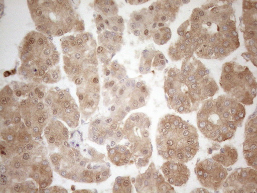 m16419 anti znf69 mouse monoclonal antibody clone id oti3c3 ihc testing 11