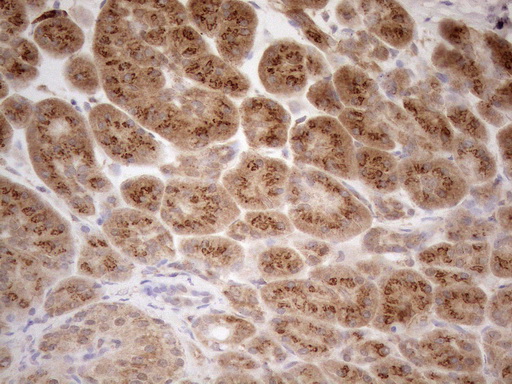 Immunohistochemical staining of paraffin-embedded Human pancreas tissue using anti-ZNF69 mouse monoclonal antibody