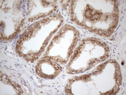 m16419 anti znf69 mouse monoclonal antibody clone id oti3c3 ihc testing 8