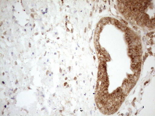 m16419 anti znf69 mouse monoclonal antibody clone id oti3c3 ihc testing 9