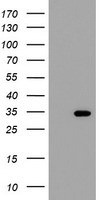 m16470 anti thap6 mouse monoclonal antibody clone id oti1f6 wb testing 1
