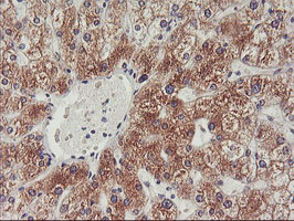 m16476 anti phf21b mouse monoclonal antibody clone id oti3d1 ihc testing 9