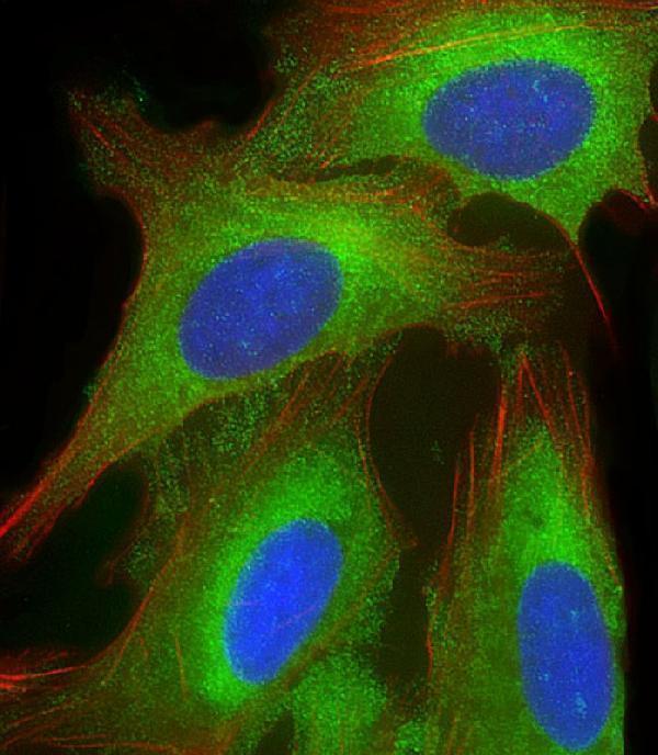Immunofluorescent analysis of 4% paraformaldehyde-fixed, 0