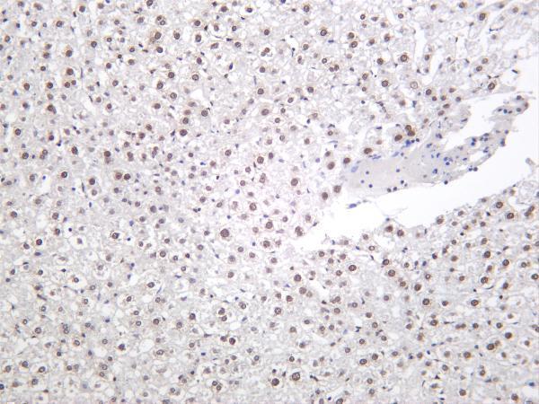 m16595 1 histone h2b primary antibodies ihc testing 1