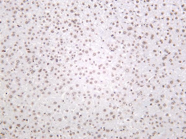 m16595 1 histone h2b primary antibodies ihc testing 2